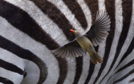Red Billed Oxpecker