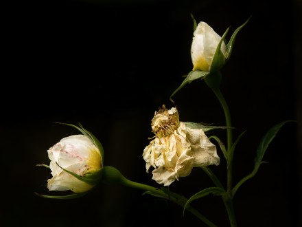 Take Three, Old and New, David Kessel