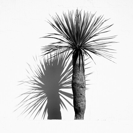 Tree, Lanzarote, Liz Beattie