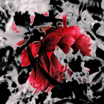 Flamenco, David Williamson