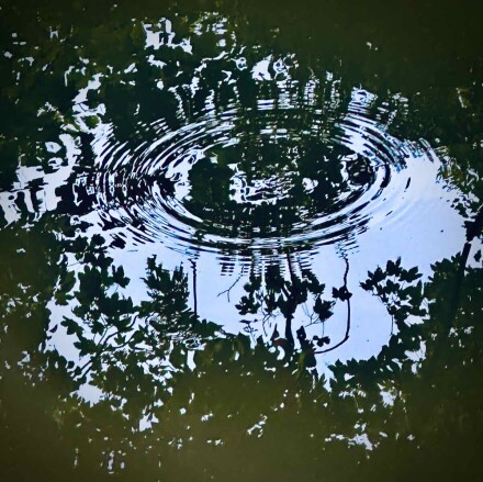 A fish in the canal, Jocelyn Hayes