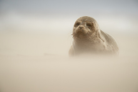 Common Seal pup