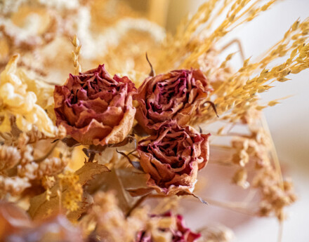 Faded but still glorious, Wendy Darley