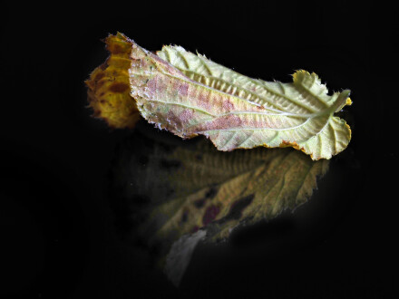 Early faller, Andy Chamings