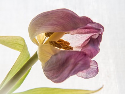 Fading beauty, Carol Clarke