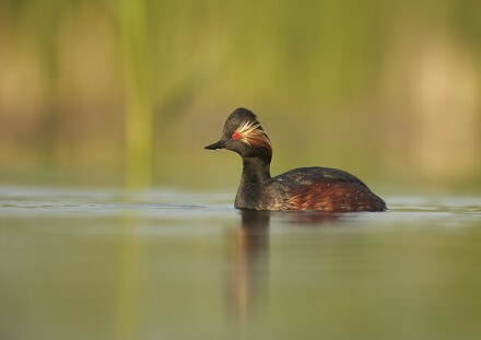 Black-necked Grebe