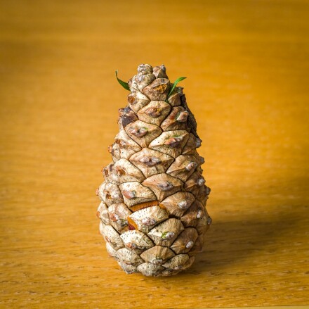 Fir cone, Richard Masters