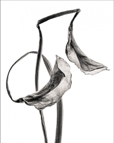 Synchrony, Alan Shapiro