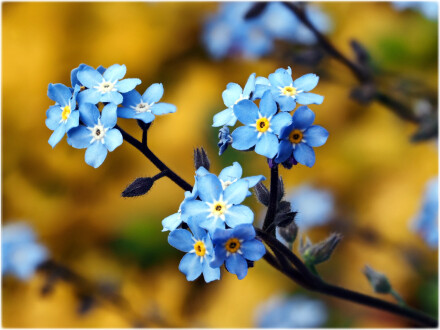 Forget me not, Andy Chamings