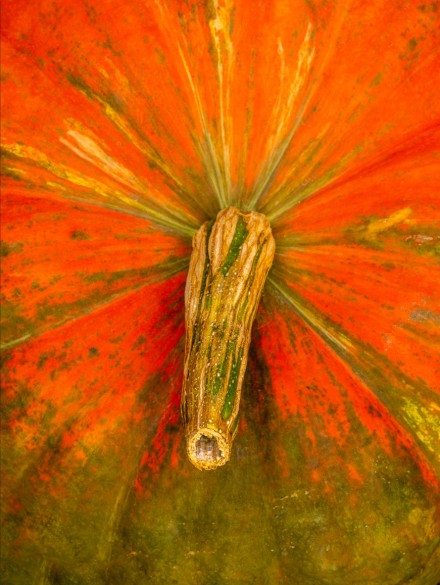 Pumpkin, Alan Shapiro