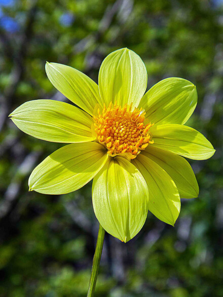 Dazzling dahlia, Alan Walker
