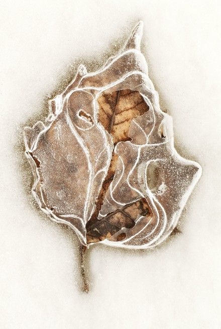 Frosty © Mike Moats