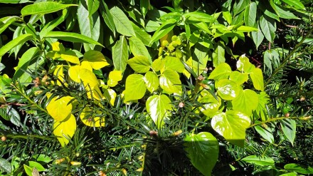 Green indeed, Julia Walton