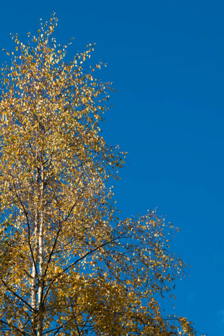 Gold and blue, Julia Walton