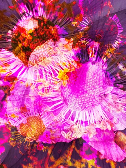 Anemone explosion, Julia Walton