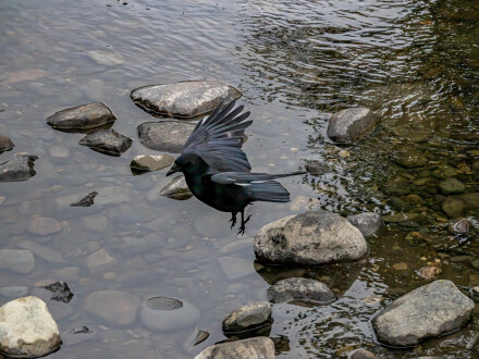 Landing speed, Alex Davidson
