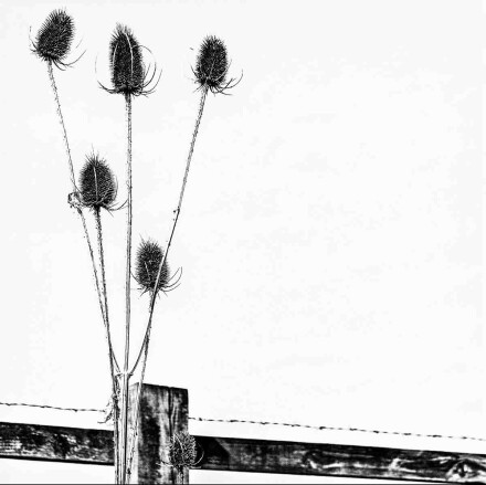 Teasel, Alex Davidson