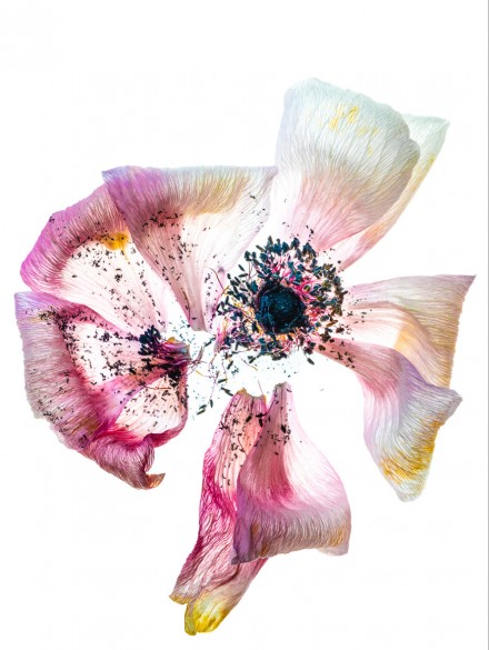 Ageing Anemone, Alan Shapiro