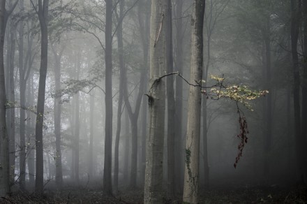 Dawn Mist, Leigh Woods, Bill Ward