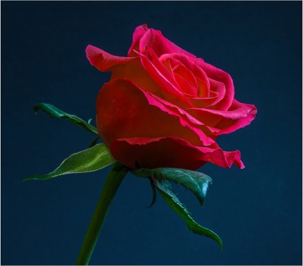 Red rose, Bryan Torrington