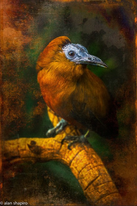 Russet, Alan Shapiro