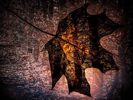 Autumn fall, Alex Davidson