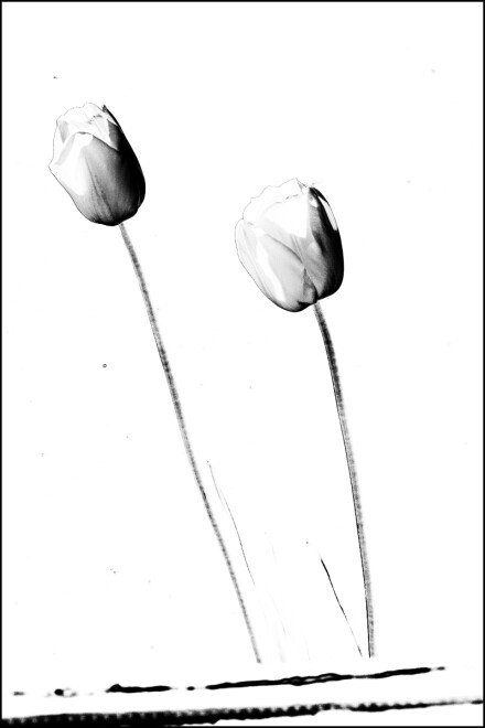 Tulips, Andy Chamings