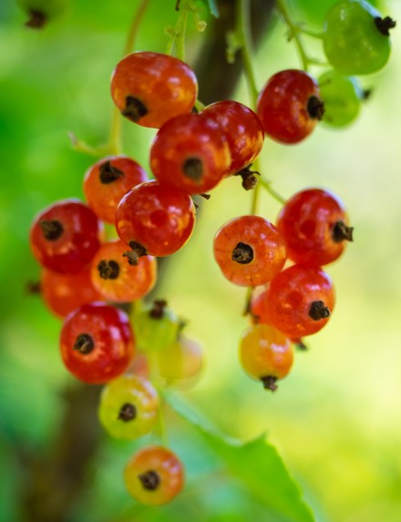 Berries, MIke Darley