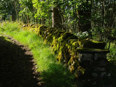 Mossy wall in Kettlewell, Phil Neath