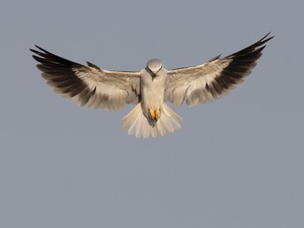 Black Shouldered Kite Hovering