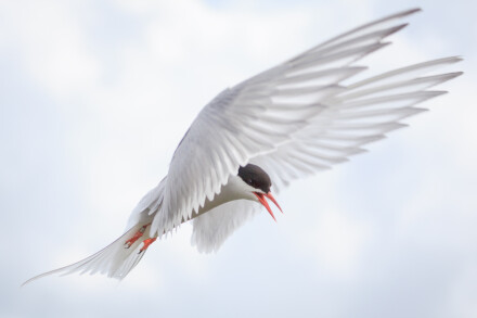 Symmetrical flight, Chris Sharples