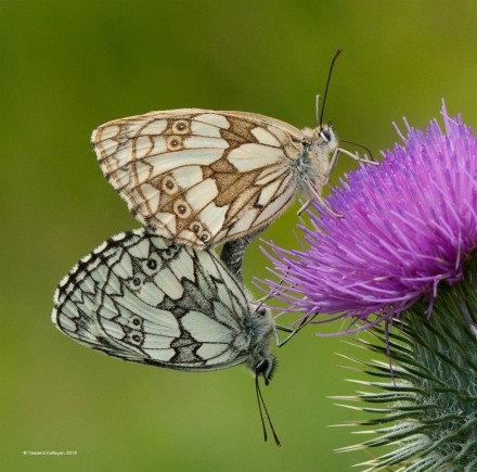 Marbled White Butterflies Pairing on Thistle