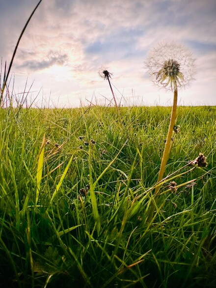Field in May, Jocelyn Hayes