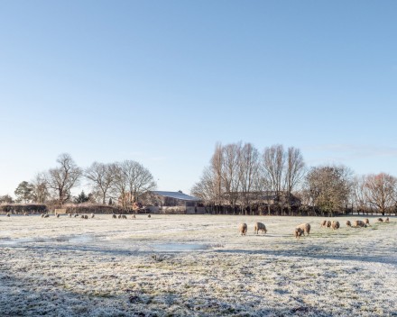 Cold grazing, Carol Clarke