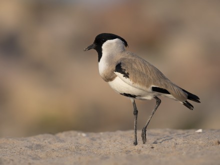 Indian River Tern