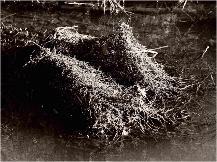 2. Vegetation, Isaac Woolf