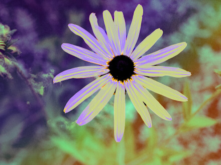 Psychedelic, Alex Davidson