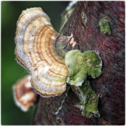 Fungus, Andy Chamings