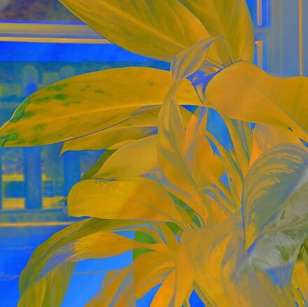 Plant life, Jocelyn Hayes