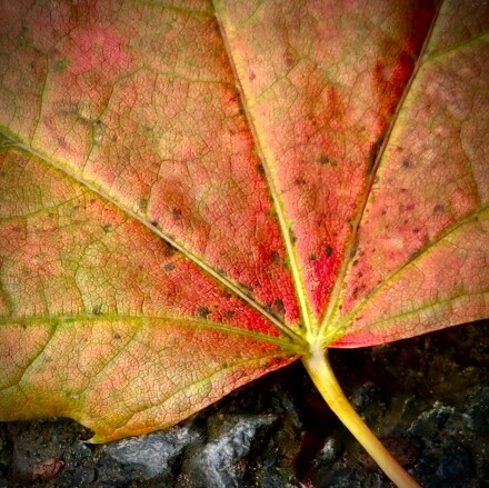 Signs of autumn, Jocelyn Hayes