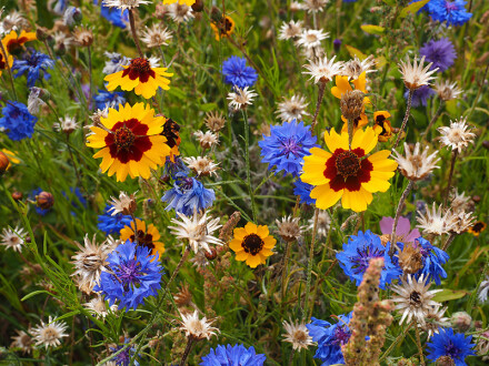 Flower meadow, Lynda Atkinson