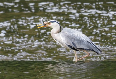 Gone Fishing, Andy Towse