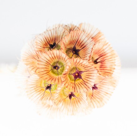 Humble seedhead, Julia Walton