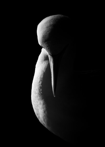 Gannet dawn, Helen Jones