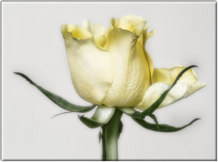 Faded beauty, Andy Chamings