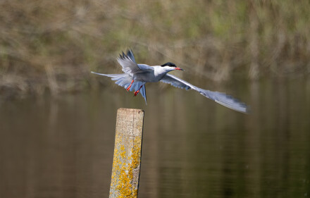 Flying, Alex Davidson