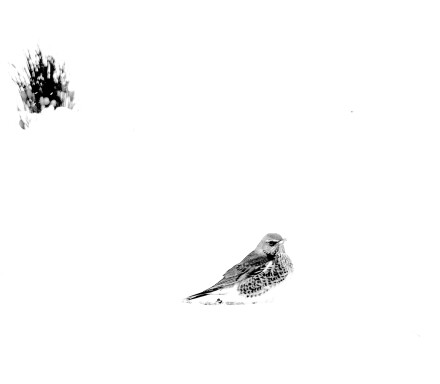 2. Fieldfare in the snow, Malcolm Beetham
