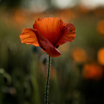Poppy, Bryan Stanton