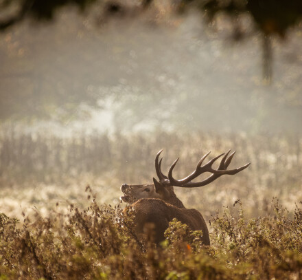Bellowing into the mist, Helen Jones