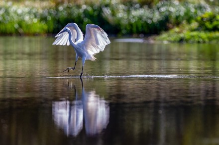 Landing egret, Graham White